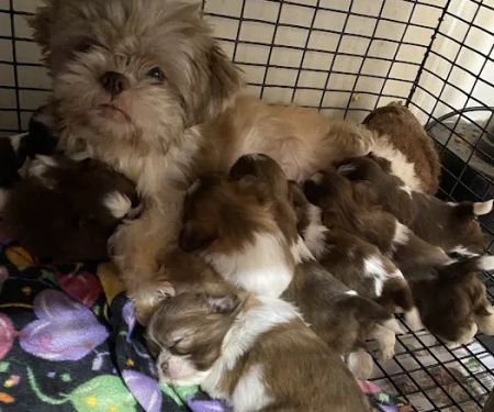 The Puppy Gallery LLC