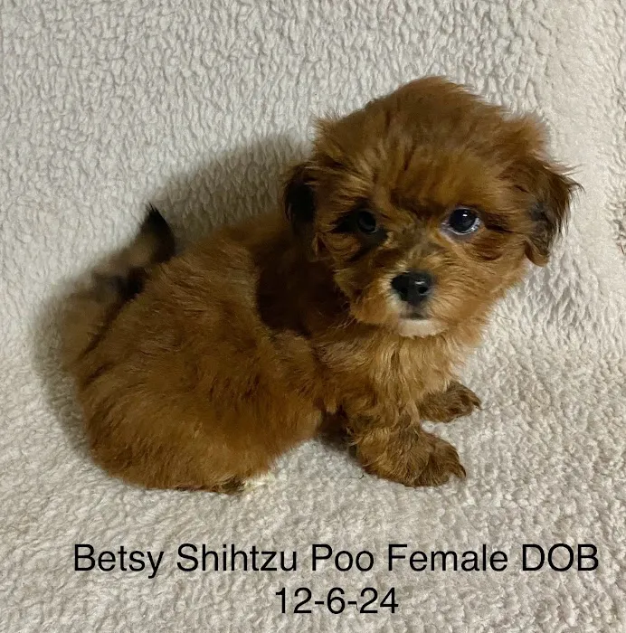 The Puppy Gallery LLC Picture 3