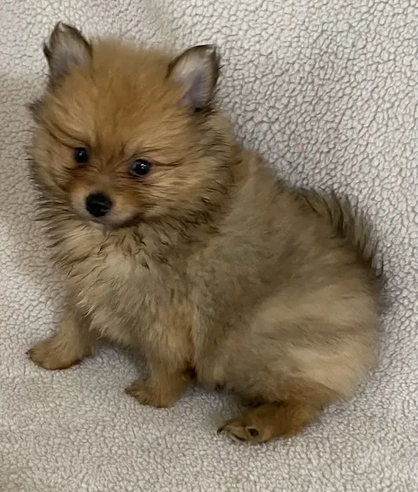 The Puppy Gallery LLC Picture 2