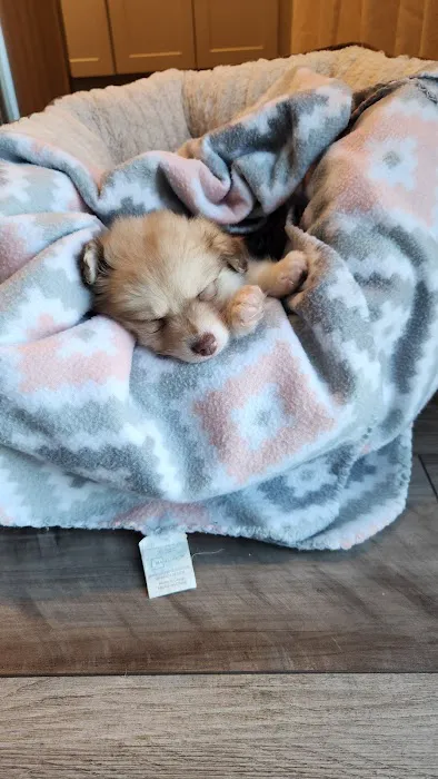 The Puppy Gallery LLC Picture 9