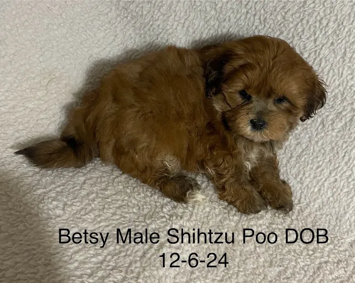 The Puppy Gallery LLC Picture 10