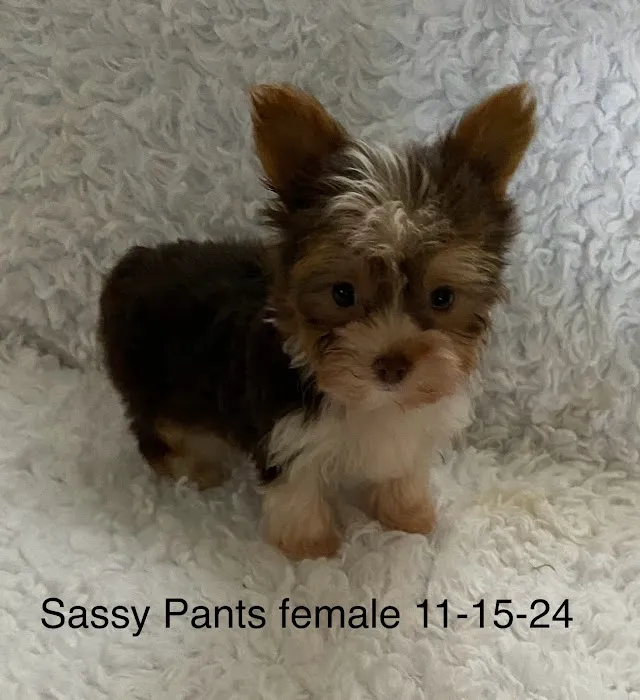 The Puppy Gallery LLC Picture 5