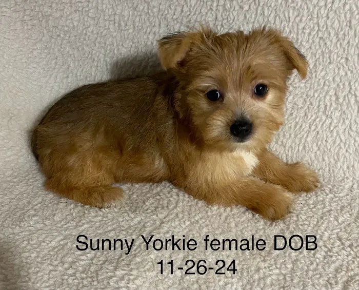 The Puppy Gallery LLC Picture 6