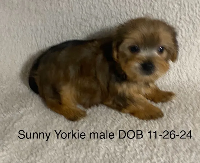 The Puppy Gallery LLC Picture 7
