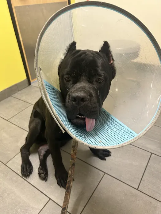 Banfield Pet Hospital Picture 7