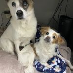 Ridgehill Animal Hospital