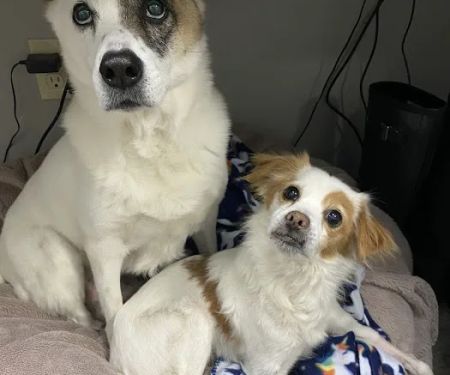 Ridgehill Animal Hospital