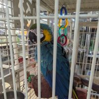 Boiling Springs Pet World ico