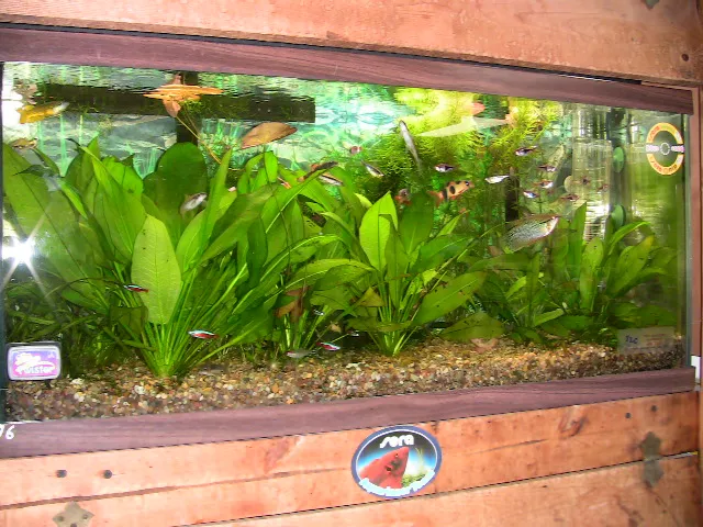 Boiling Springs Pet World Picture 9