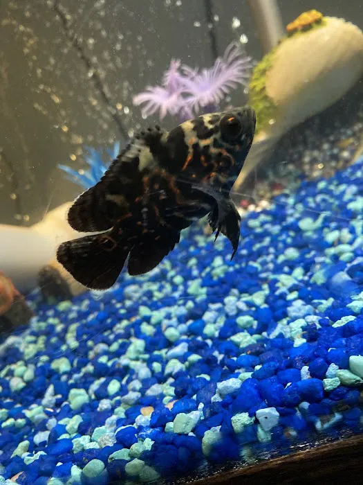 Z Fishroom Picture 10