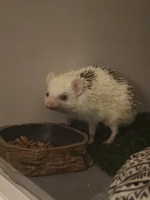 Burnett Exotics Picture 8