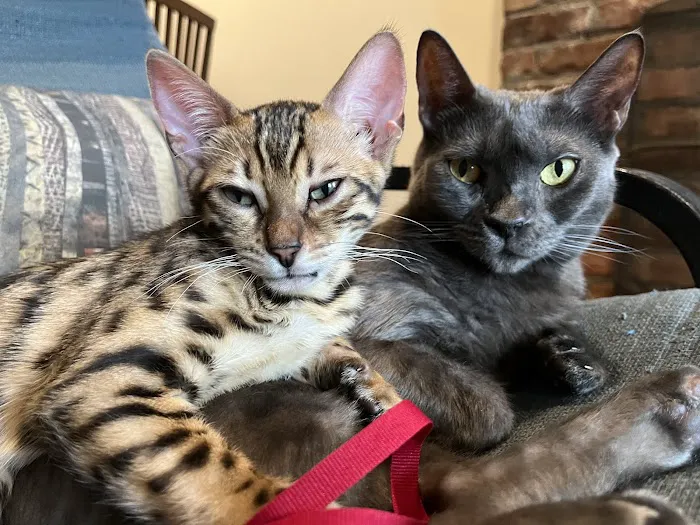 Brooklyn Bengals Connecticut Picture 4