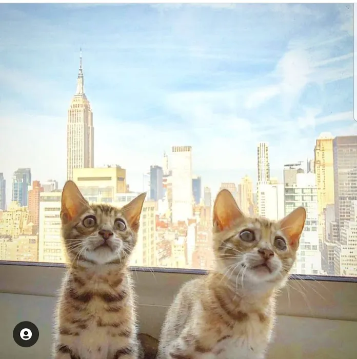 Brooklyn Bengals Connecticut Picture 6