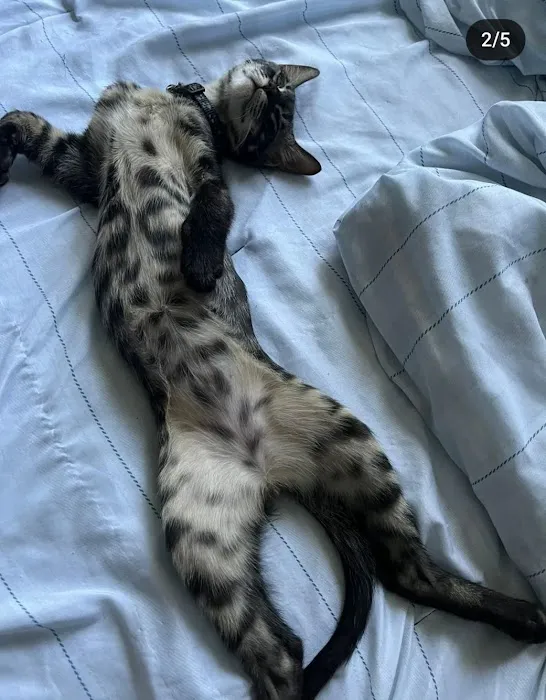 Brooklyn Bengals Connecticut Picture 7