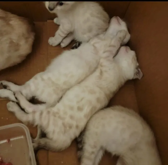 Brooklyn Bengals Connecticut Picture 3