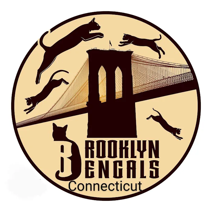 Brooklyn Bengals Connecticut Picture 9