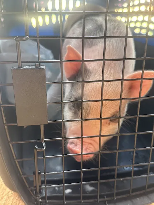 Piggy Pet Shop Picture 2