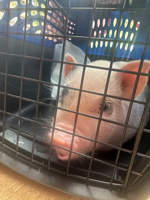 Piggy Pet Shop Picture 1