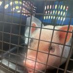 Piggy Pet Shop
