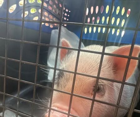 Piggy Pet Shop