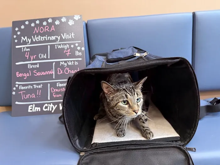 Elm City Vet Picture 5