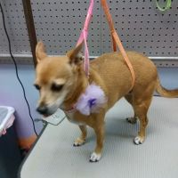 Pet Connection ico
