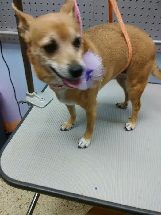 Pet Connection Picture 3