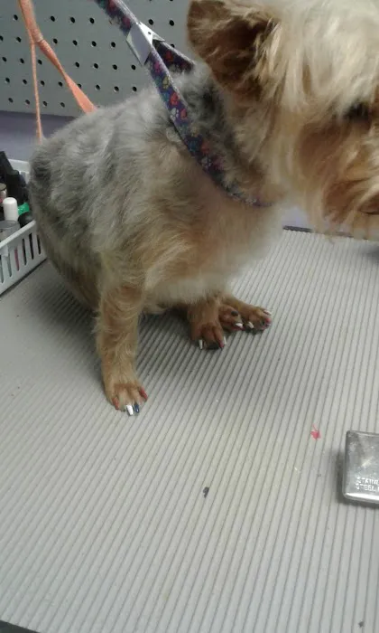 Pet Connection Picture 2