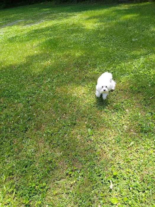 Pet Connection Picture 10