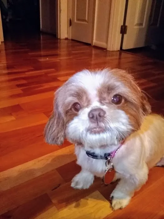 Pet Connection Picture 6