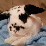 Spring Glen Veterinary Clinic