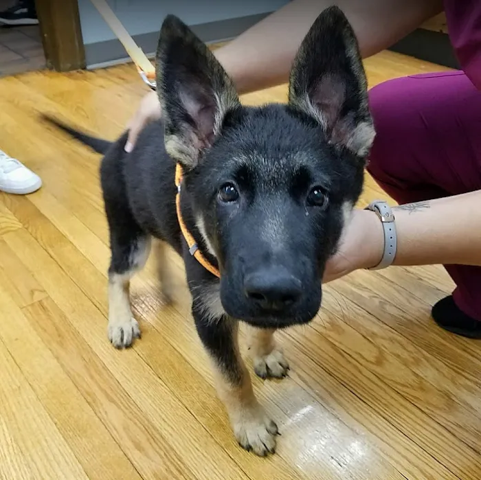 Spring Glen Veterinary Clinic Picture 10