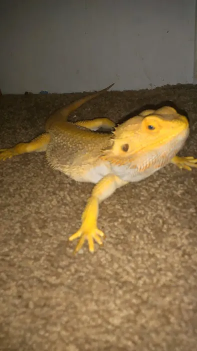 A Pet U Bet Picture 5