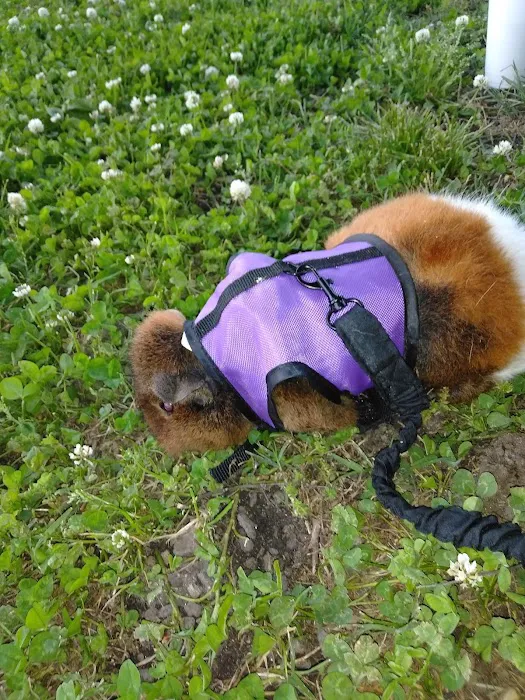 A Pet U Bet Picture 3