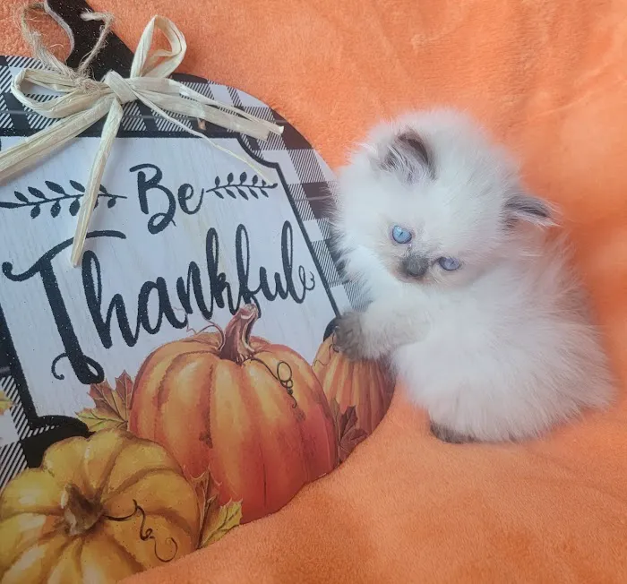 Pretty Precious Persians Kitten Cattery Picture 10