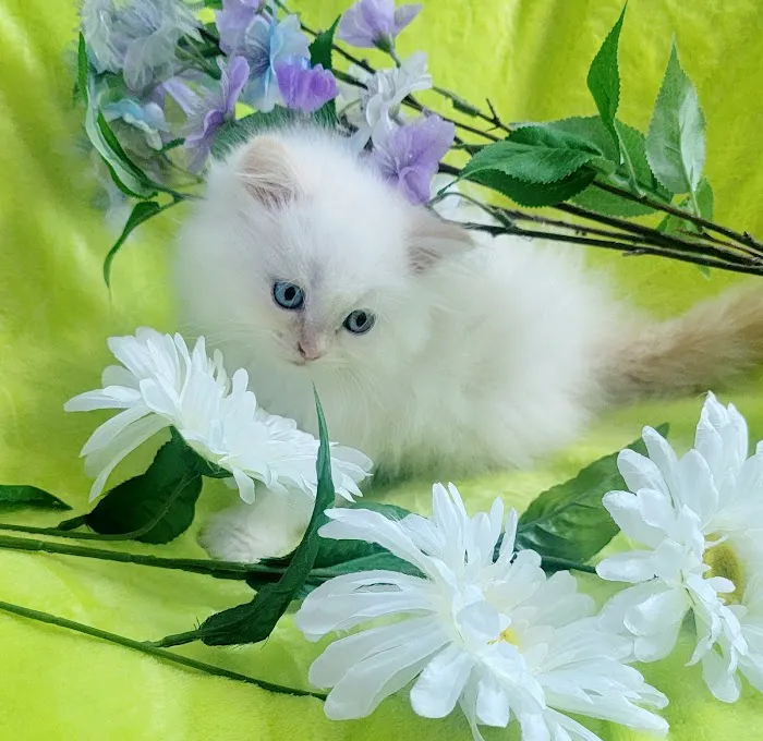 Pretty Precious Persians Kitten Cattery Picture 2