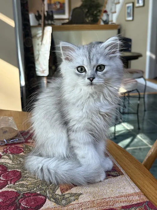Pretty Precious Persians Kitten Cattery Picture 6