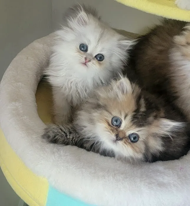 Pretty Precious Persians Kitten Cattery Picture 8