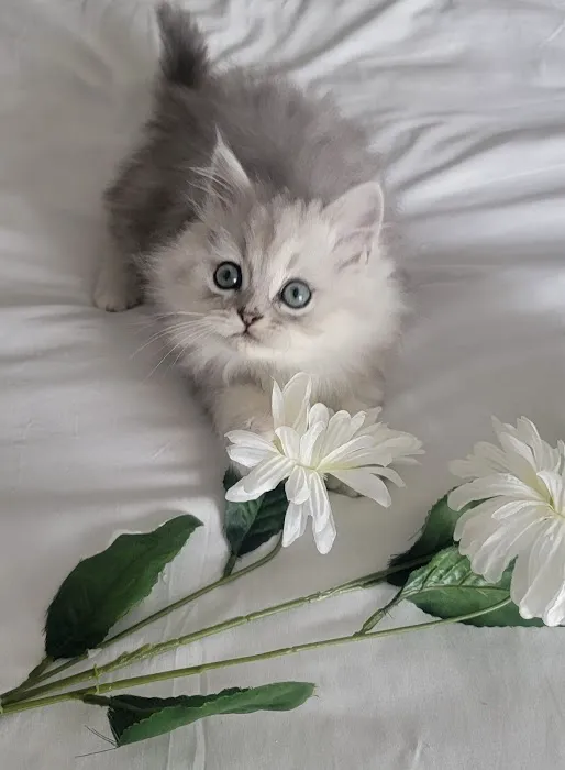 Pretty Precious Persians Kitten Cattery Picture 3