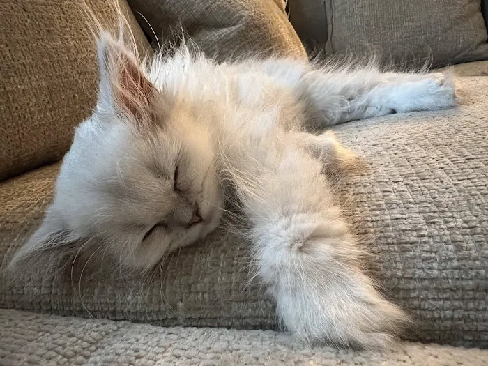 Pretty Precious Persians Kitten Cattery Picture 4