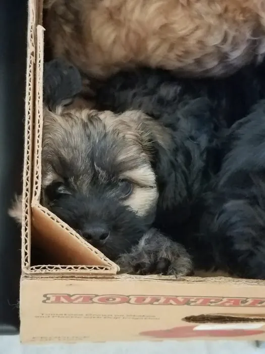 Angel Animal Hospital Picture 5
