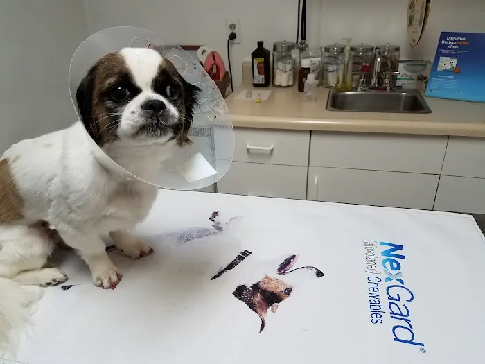 Angel Animal Hospital Picture 3