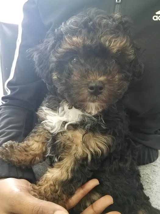 Angel Animal Hospital Picture 6