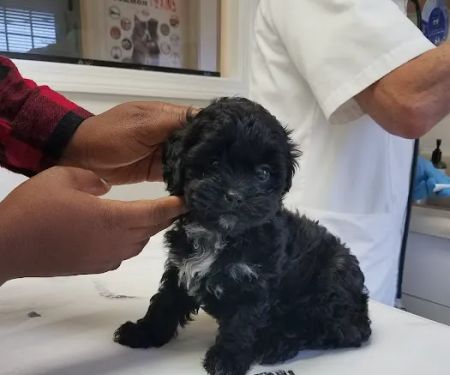 Angel Animal Hospital