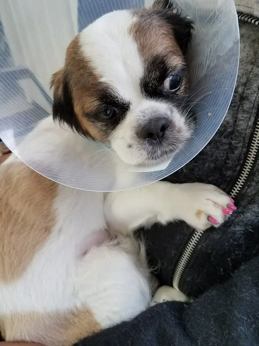 Angel Animal Hospital Picture 9