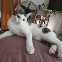 West Haven Animal Clinic ico