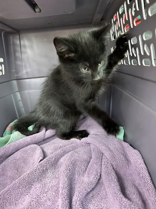 West Haven Animal Clinic Picture 4