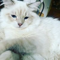 Svetlana Sokolova ico