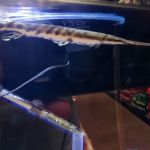 Custom Aquariums by Design Inc