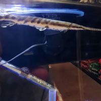 Custom Aquariums by Design Inc ico
